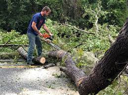 Reliable Bolivar, OH Tree Care Solutions