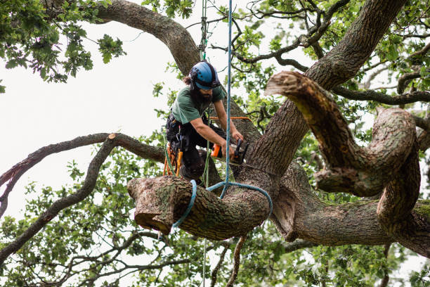 How Our Tree Care Process Works  in  Bolivar, OH